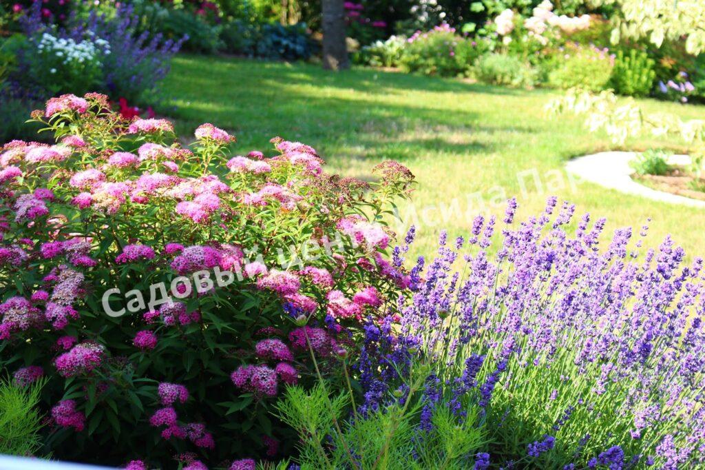 Спирея японская Широбана, Генпей, Genpei (Shirobana) Спирея японская Широбана, Генпей, Genpei (Shirobana)
