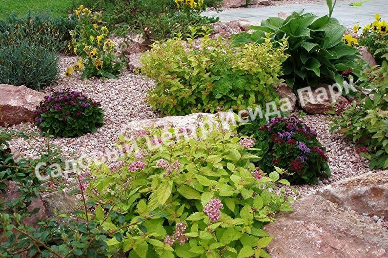 Спирея японская Широбана, Генпей, Genpei (Shirobana) Спирея японская Широбана, Генпей, Genpei (Shirobana)