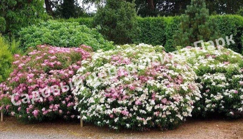 Спирея японская Широбана, Генпей, Genpei (Shirobana) Спирея японская Широбана, Генпей, Genpei (Shirobana)