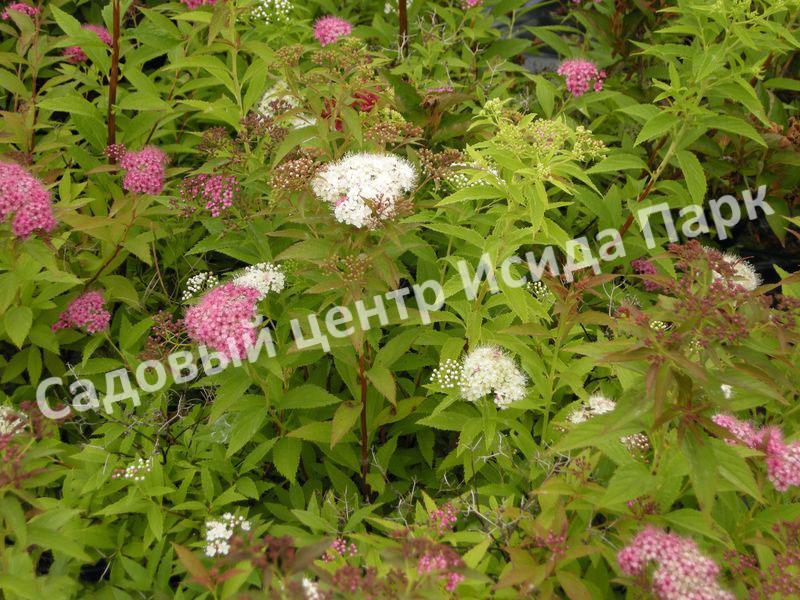 Спирея японская Широбана, Генпей, Genpei (Shirobana) Спирея японская Широбана, Генпей, Genpei (Shirobana)