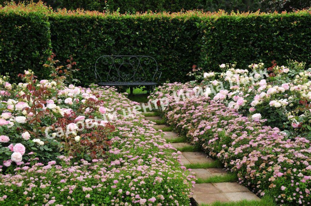 Спирея японская Широбана, Генпей, Genpei (Shirobana) Спирея японская Широбана, Генпей, Genpei (Shirobana)