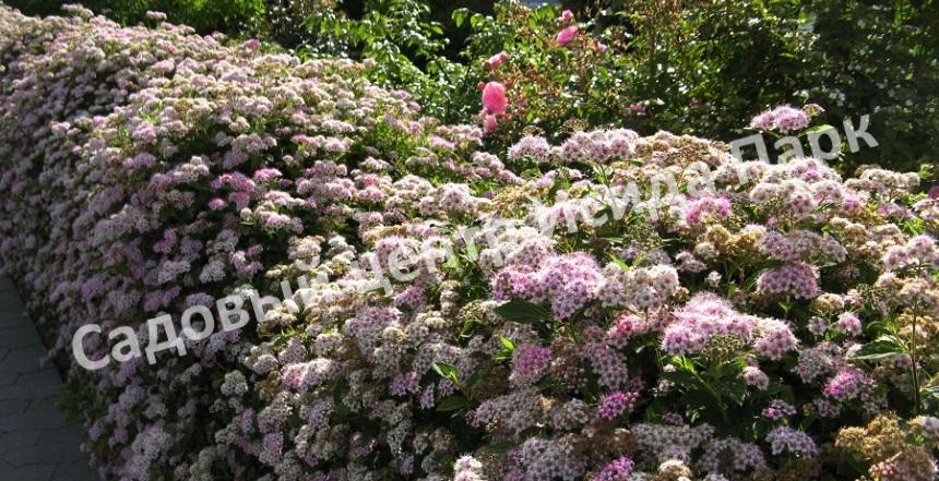 Спирея японская Широбана, Генпей, Genpei (Shirobana) Спирея японская Широбана, Генпей, Genpei (Shirobana)