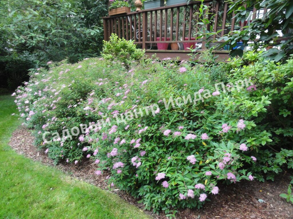 Спирея японская Широбана, Генпей, Genpei (Shirobana) Спирея японская Широбана, Генпей, Genpei (Shirobana)