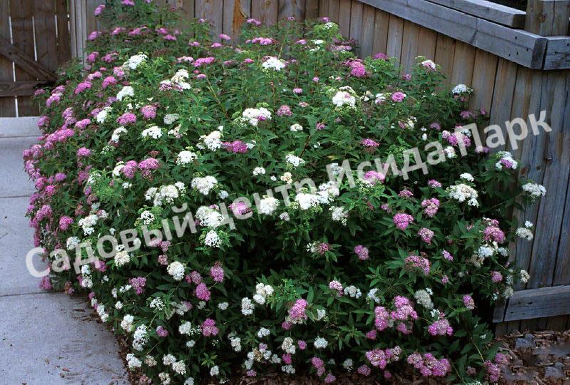 Спирея японская Широбана, Генпей, Genpei (Shirobana) Спирея японская Широбана, Генпей, Genpei (Shirobana)