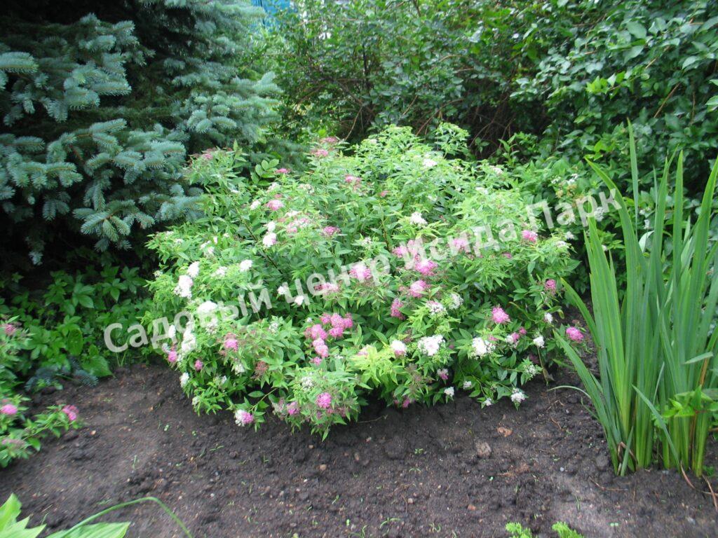 Спирея японская Широбана, Генпей, Genpei (Shirobana) Спирея японская Широбана, Генпей, Genpei (Shirobana)