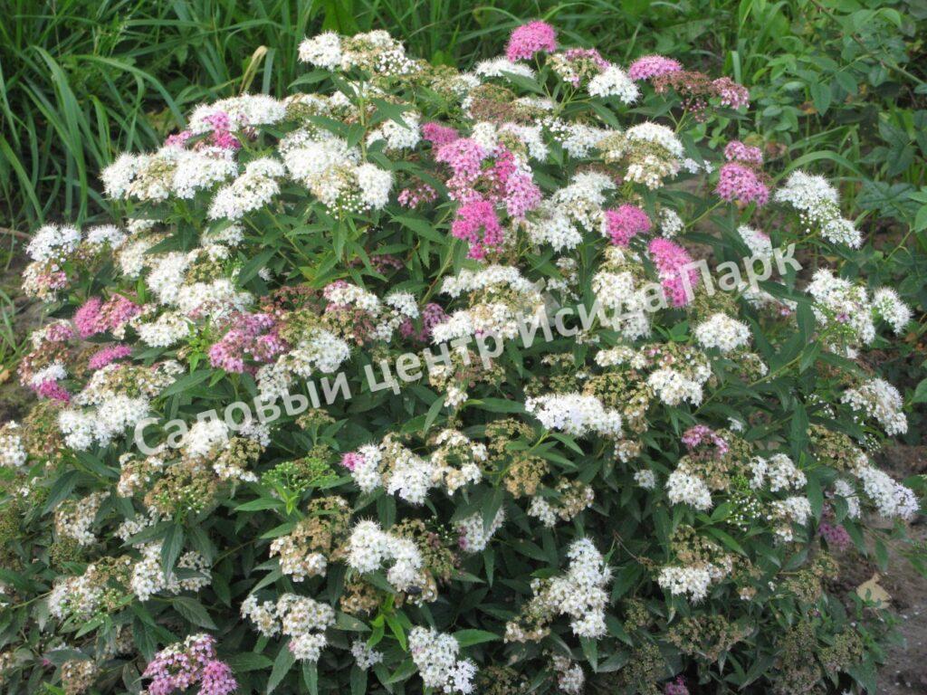 Спирея японская Широбана, Генпей, Genpei (Shirobana) Спирея японская Широбана, Генпей, Genpei (Shirobana)