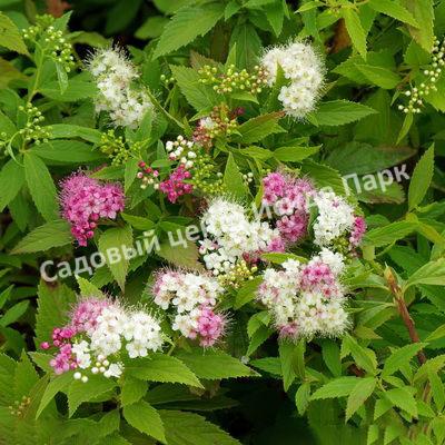 Спирея японская Широбана, Генпей, Genpei (Shirobana) Спирея японская Широбана, Генпей, Genpei (Shirobana)