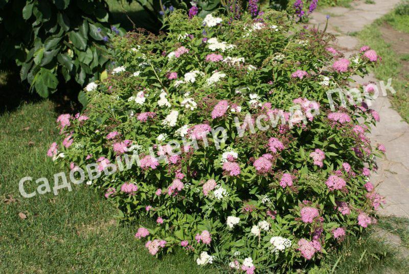 Спирея японская Широбана, Генпей, Genpei (Shirobana) Спирея японская Широбана, Генпей, Genpei (Shirobana)