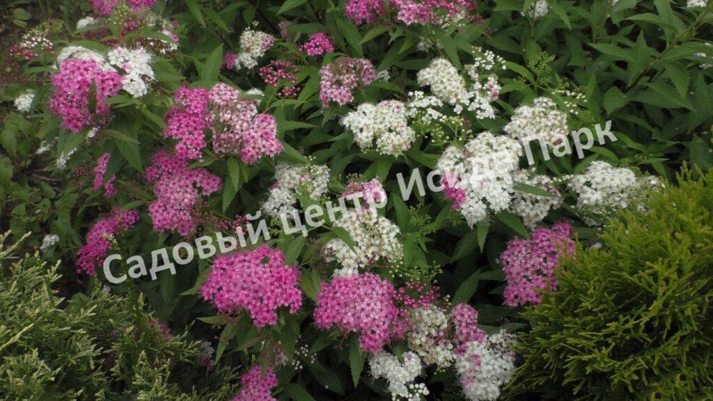 Спирея японская Широбана, Генпей, Genpei (Shirobana) Спирея японская Широбана, Генпей, Genpei (Shirobana)