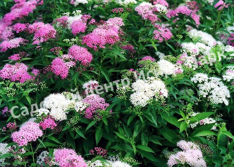 Спирея японская Широбана, Генпей, Genpei (Shirobana) Спирея японская Широбана, Генпей, Genpei (Shirobana)