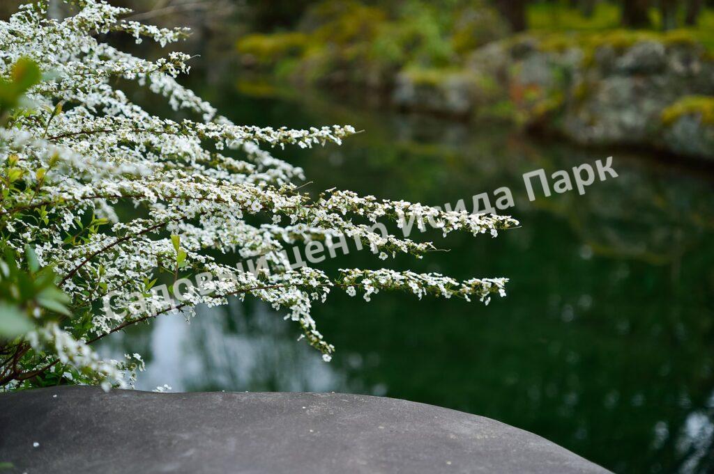 Спирея Снежная ива, Тунберга (thunbergii)
