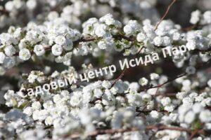 Спирея японская Яхта Сабуза (Yat Sabusa)