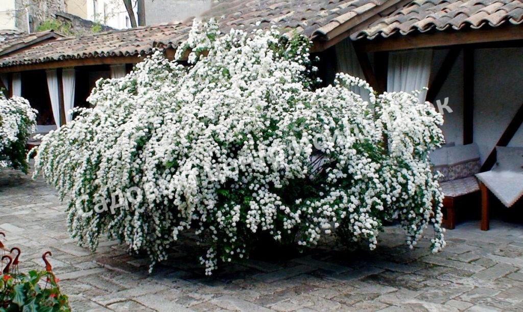 Спирея Вангутта (vanhouttei)