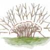 Спирея Вангутта (vanhouttei) 13