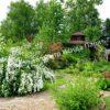 Спирея Вангутта (vanhouttei) 17