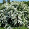 Спирея Вангутта (vanhouttei) 8