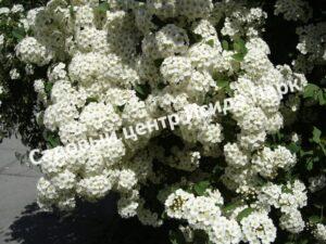 Спирея Белая Невеста (White Bride)