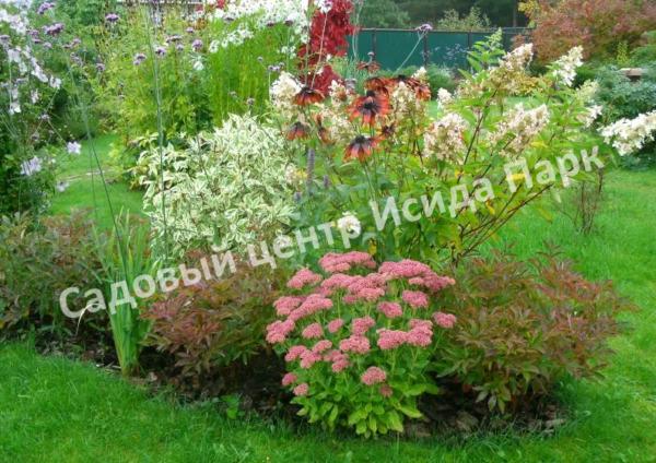 Спирея японская Криспа, Курчавая (Crispa) Спирея японская Криспа, Курчавая (Crispa)