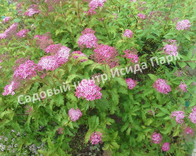 Спирея японская Криспа, Курчавая (Crispa) Спирея японская Криспа, Курчавая (Crispa)