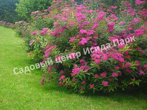 Спирея японская Криспа, Курчавая (Crispa) Спирея японская Криспа, Курчавая (Crispa)