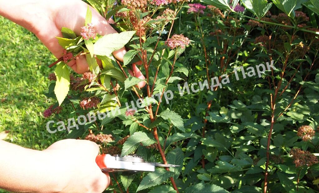 Спирея японская Криспа, Курчавая (Crispa) Спирея японская Криспа, Курчавая (Crispa)