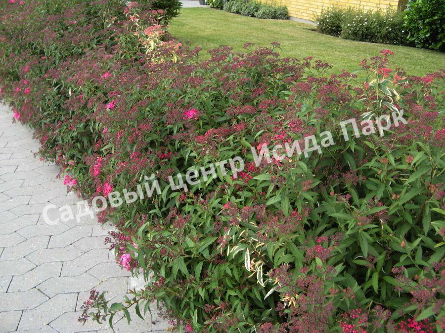 Спирея японская Криспа, Курчавая (Crispa) Спирея японская Криспа, Курчавая (Crispa)