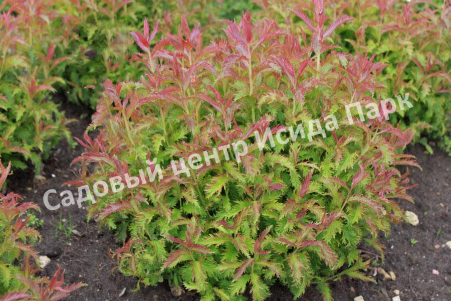 Спирея японская Криспа, Курчавая (Crispa) Спирея японская Криспа, Курчавая (Crispa)