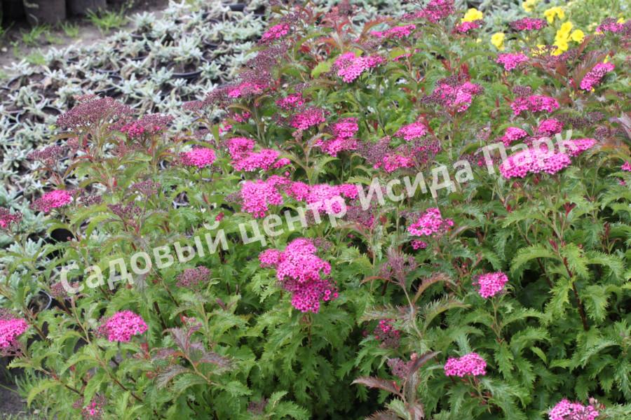 Спирея японская Криспа, Курчавая (Crispa) Спирея японская Криспа, Курчавая (Crispa)