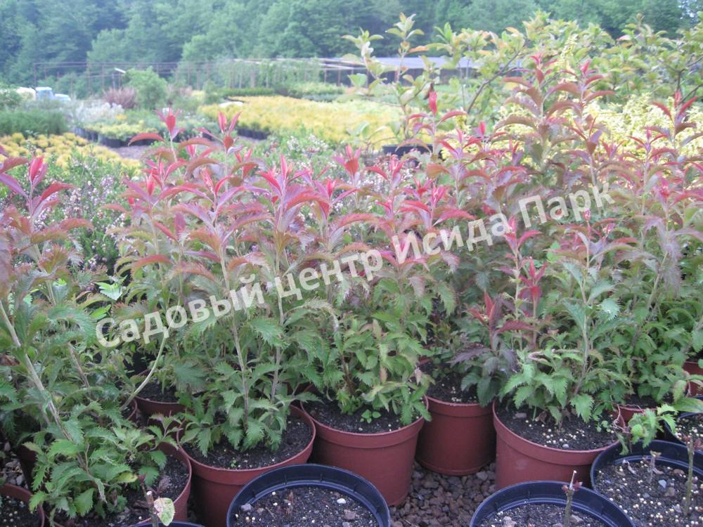 Спирея японская Криспа, Курчавая (Crispa) Спирея японская Криспа, Курчавая (Crispa)