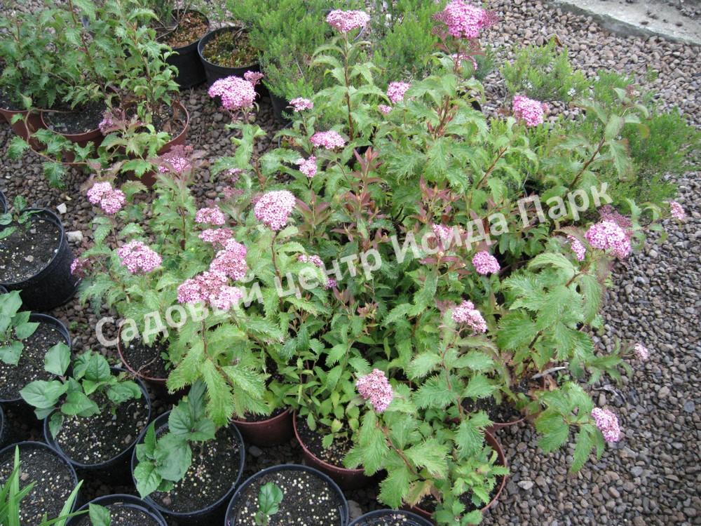 Спирея японская Криспа, Курчавая (Crispa) Спирея японская Криспа, Курчавая (Crispa)