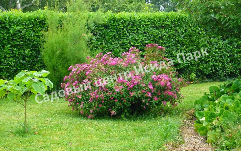 Спирея японская Криспа, Курчавая (Crispa) Спирея японская Криспа, Курчавая (Crispa)