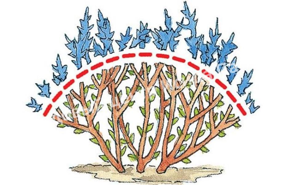 Спирея японская Криспа, Курчавая (Crispa) Спирея японская Криспа, Курчавая (Crispa)