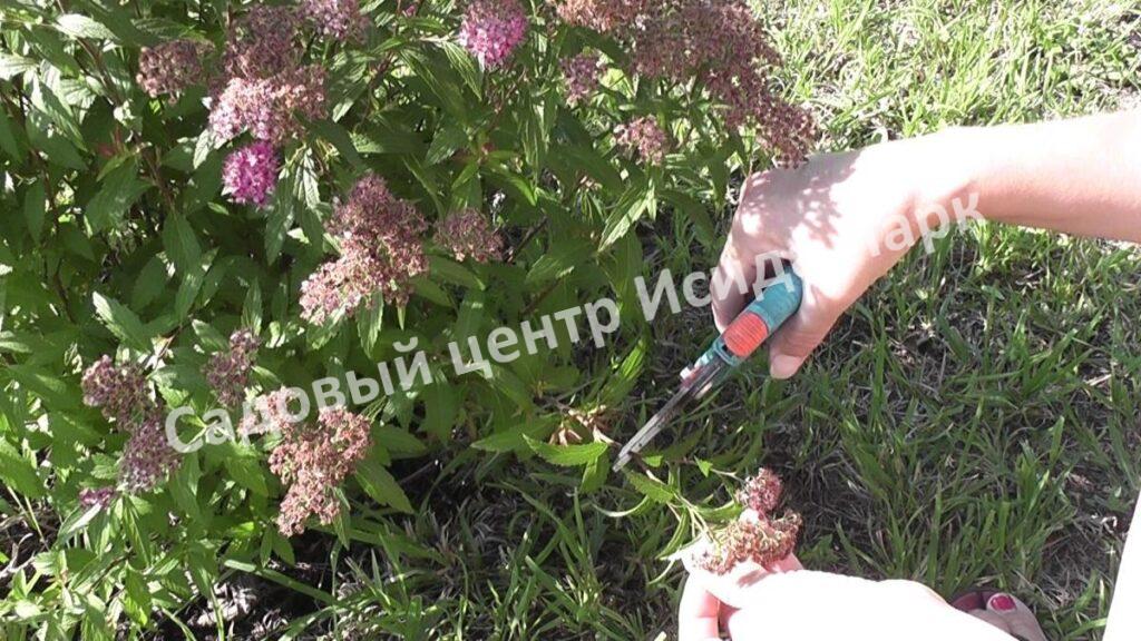 Спирея японская Криспа, Курчавая (Crispa) Спирея японская Криспа, Курчавая (Crispa)