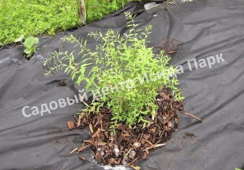 Спирея японская Криспа, Курчавая (Crispa) Спирея японская Криспа, Курчавая (Crispa)