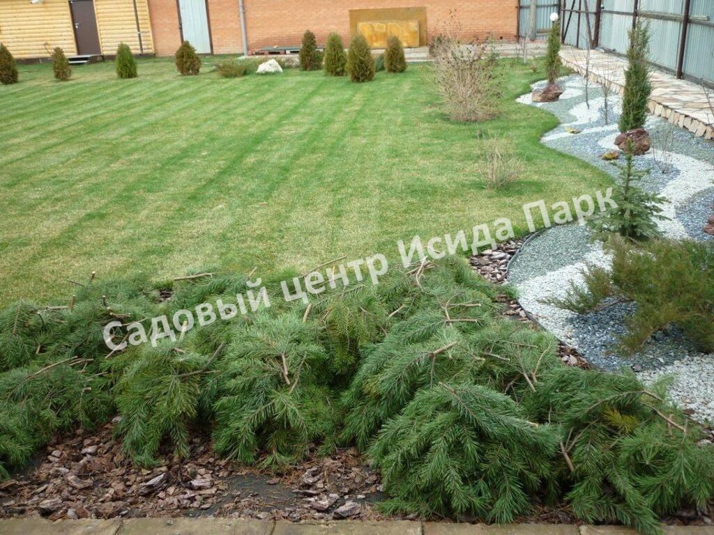 Спирея японская Криспа, Курчавая (Crispa) Спирея японская Криспа, Курчавая (Crispa)