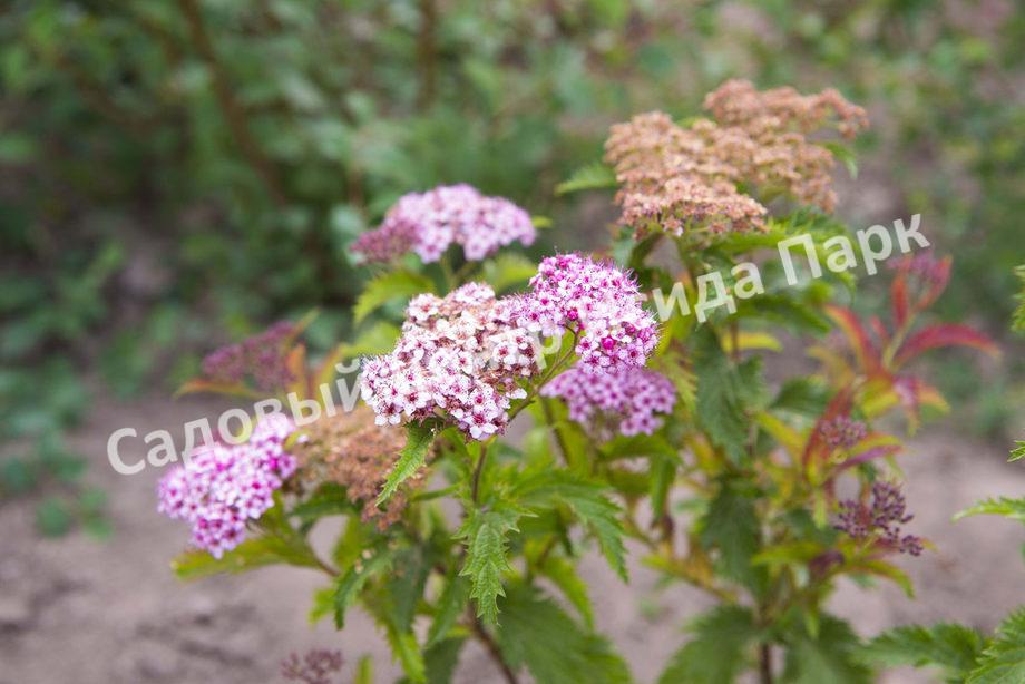 Спирея японская Криспа, Курчавая (Crispa) Спирея японская Криспа, Курчавая (Crispa)