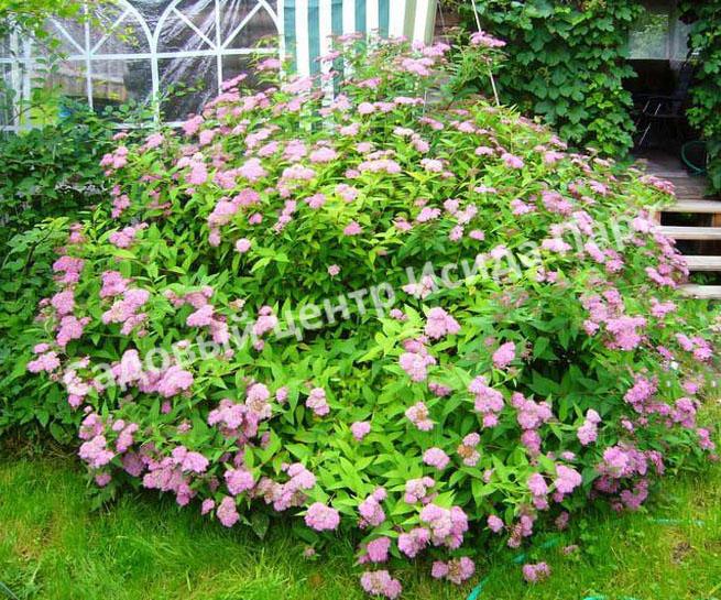 Спирея японская Криспа, Курчавая (Crispa) Спирея японская Криспа, Курчавая (Crispa)