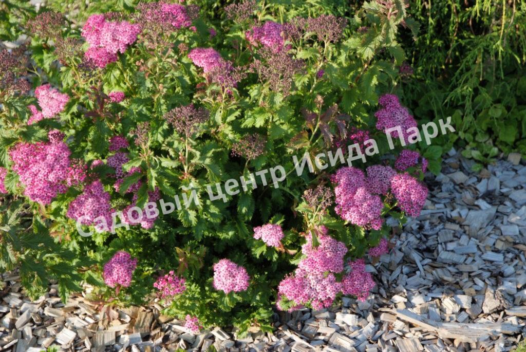 Спирея японская Криспа, Курчавая (Crispa)