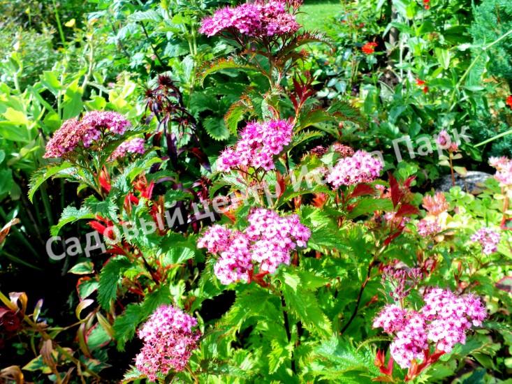 Спирея японская Криспа, Курчавая (Crispa) Спирея японская Криспа, Курчавая (Crispa)