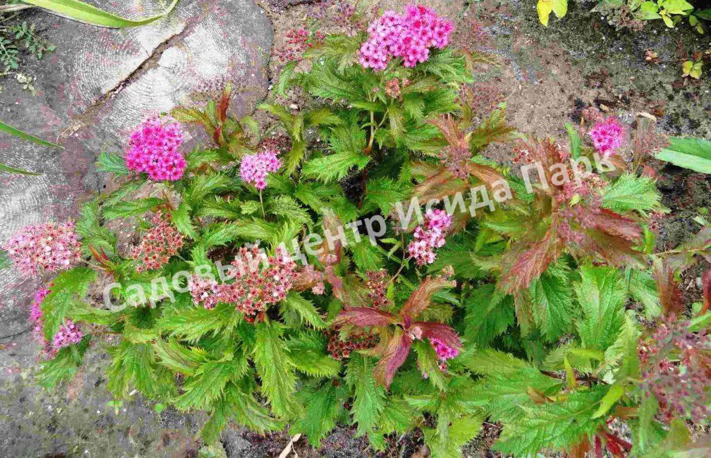 Спирея японская Криспа, Курчавая (Crispa) Спирея японская Криспа, Курчавая (Crispa)