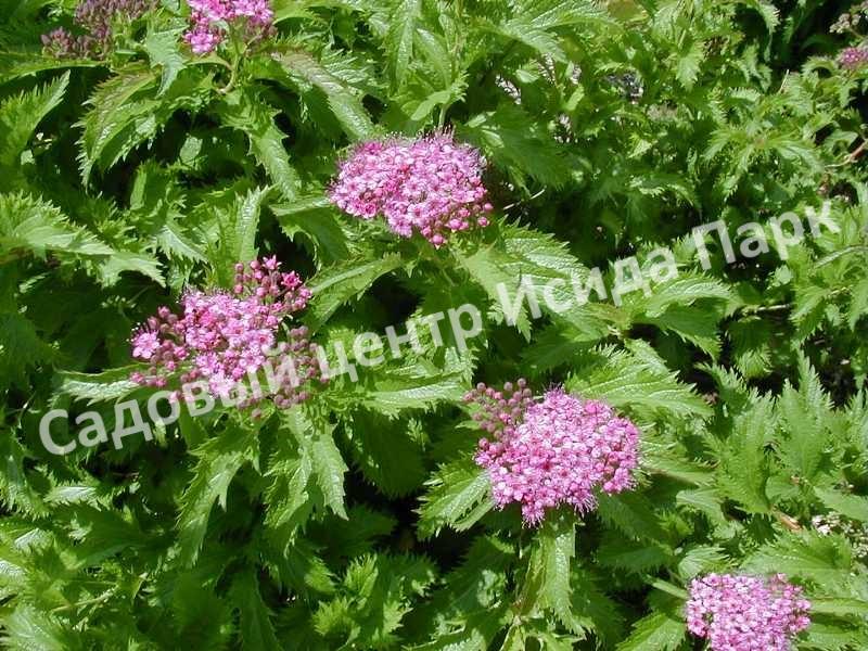 Спирея японская Криспа, Курчавая (Crispa) Спирея японская Криспа, Курчавая (Crispa)
