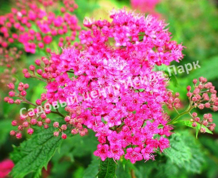 Спирея японская Криспа, Курчавая (Crispa) Спирея японская Криспа, Курчавая (Crispa)