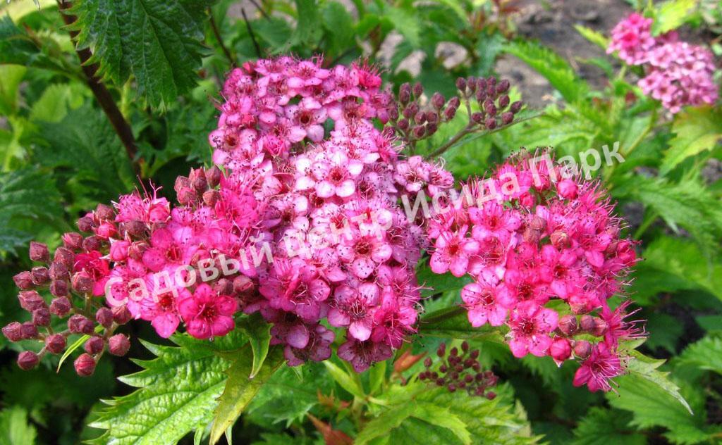 Спирея японская Криспа, Курчавая (Crispa) Спирея японская Криспа, Курчавая (Crispa)