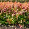 Спирея японская Макрофилла (Macrophylla) 9