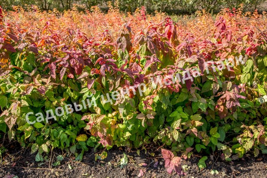 Спирея японская Макрофилла (Macrophylla) Спирея японская Макрофилла (Macrophylla)