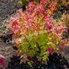 Спирея японская Макрофилла (Macrophylla) 8