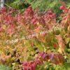 Спирея японская Макрофилла (Macrophylla) 13