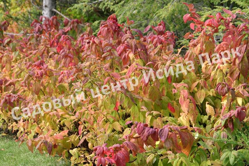 Спирея японская Макрофилла (Macrophylla) Спирея японская Макрофилла (Macrophylla)