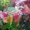 Спирея японская Макрофилла (Macrophylla) 10