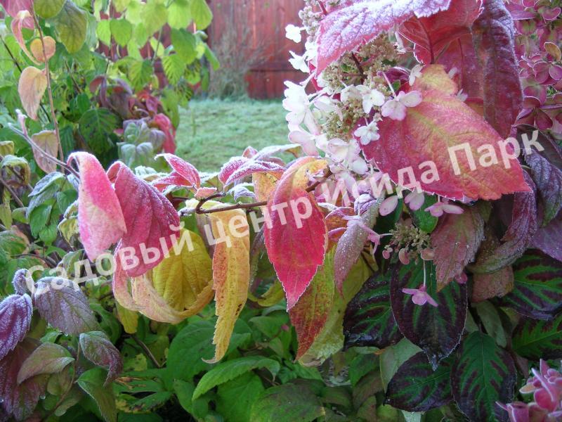 Спирея японская Макрофилла (Macrophylla) Спирея японская Макрофилла (Macrophylla)